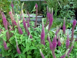 Teucrium hyrcanicum Purple Tails - Img 6