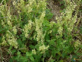Teucrium scorodonia-Wood Sage - Img 4