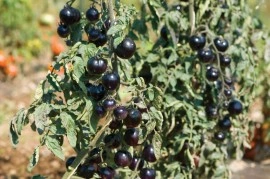 Tomate cherry Indigo Rose - Img 6