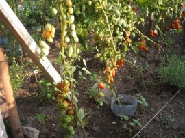 Tomate cherry prunisoara Milla - Img 3