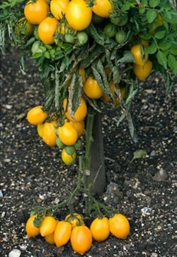 Tomate Lemon Tree - Img 2