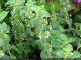 Unguras-Marrubium vulgare - Img 2