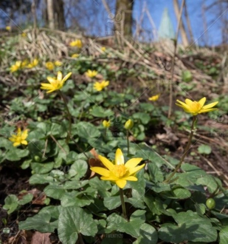 Untisor-Ficaria Verna - Img 7