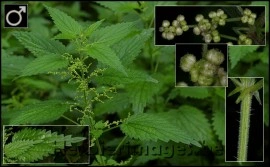 Urzica-Urtica dioica - Img 6