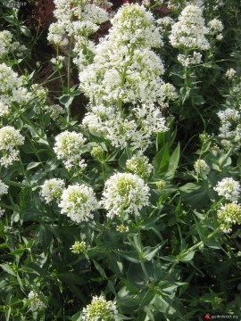 Valeriana alba-Centranthus ruber - Img 4