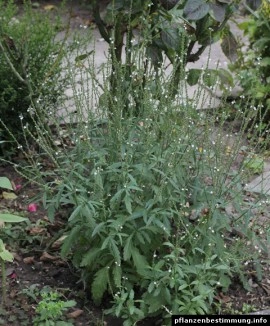 Verbena Officinalis - Img 6