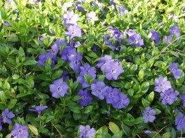 Vinca Minor-Saschiul