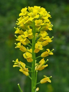 Winter Cress-Barbarea Vulgaris - Img 4
