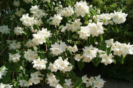  Iasomie Philadelphus Belle Etoile - Img 4