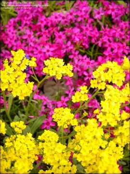 Alyssum saxatile Gold - Img 2