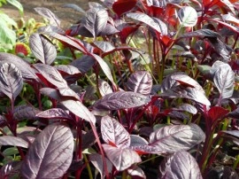 Amaranthus Red Army - Img 5