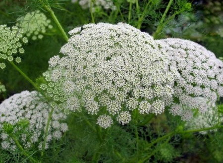 Ammi Visnaga-Marar salbatic - Img 4