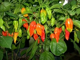 Ardei iute Bhut Jolokia - Img 2