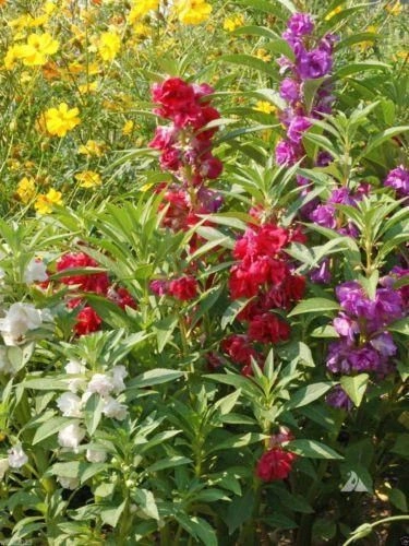 Balsamine-Impatiens Balsamina mix - Img 3