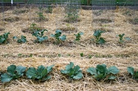 Broccoli - Img 2