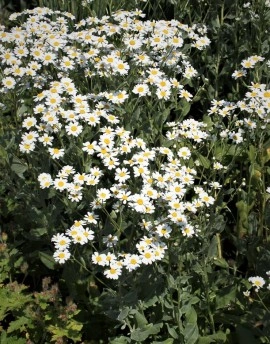 Calomfir-Tanacetum Balsamita - Img 2