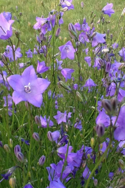 Campanula Rotundifolia - Img 2