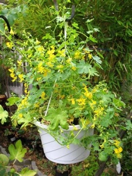 Canary creeper-Tropaeolum peregrinum - Img 7