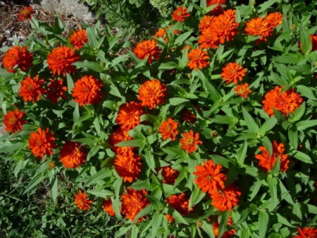 Carciumareasa Profusion double Orange - Img 3