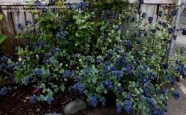 Cerinthe major purpurascens - Img 3