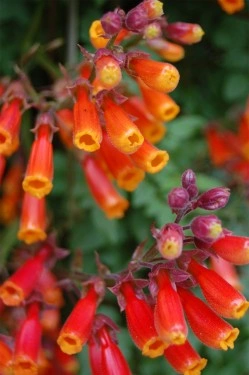 Chilean Glory Vine-Eccremocarpus Scaber - Img 3