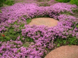 Cimbrisorul-Thymus pulegioides Foxley - Img 2