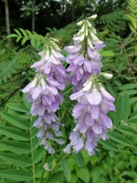 Ciumărea-Galega officinalis - Img 4