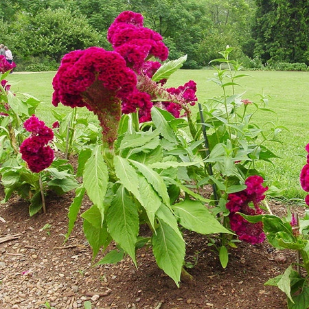 Creasta cocosului batuta mix-Celosia Argentea Cristata Nana - Img 3