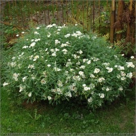 Crizantema sălbatică-Tanacetum cinerariifolium - Img 5