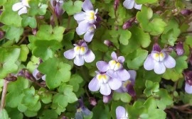 Cymbalaria Muralis-Kenilworth Iedera - Img 5