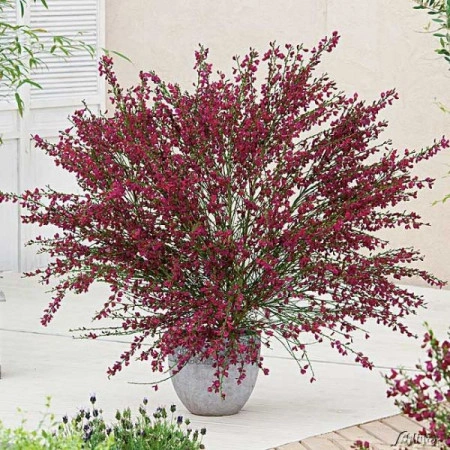Cytisus Boskoop Ruby - Img 7