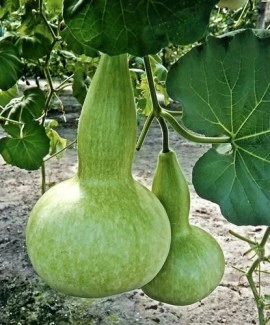 Dovleac decorativ Bottle Gourd - Img 4