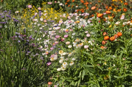 Flori de pai-Helichrysum bracteatum mix - Img 3