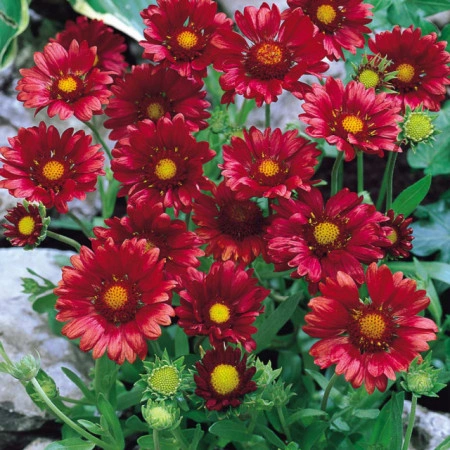 Gaillardia Aristata Burgunder - Img 5