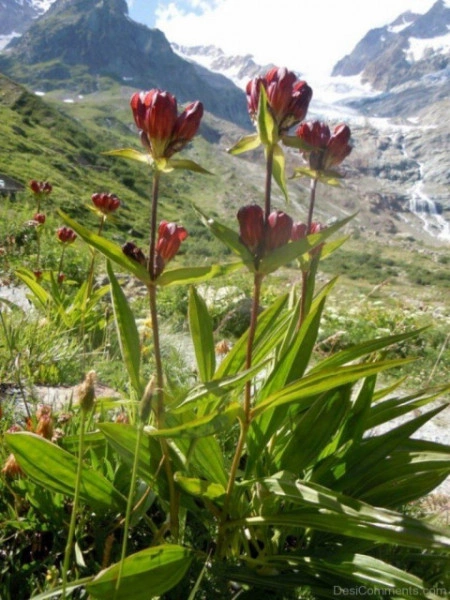 Gentiana Purpurea - Img 3