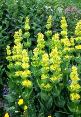 Ghintura-Gentiana lutea - Img 2
