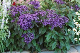 Heliotropium arborescens-Vanilia