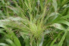 Iarba decorativa Agrostis nebulosa - Img 4