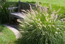 Iarba decorativa-Pennisetum alopecuroides hameln - Img 3