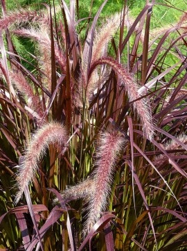 Iarba decorativa Pennisetum Setaceum Rubrum - Img 3