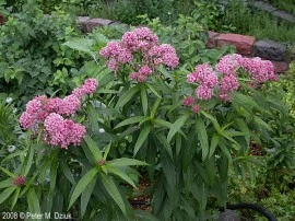 Iarba fluturilor-Asclepias incarnata - Img 4