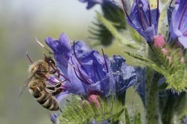 Iarba Sarpelui-Echium vulgare - Img 2