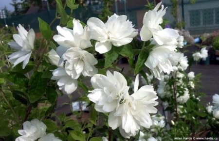 Iasomie batuta-Philadelphus Snowbelle - Img 3