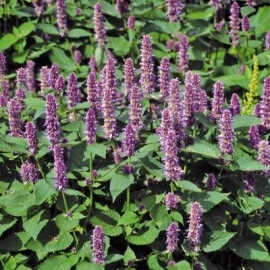 Korean mint-Agastache rugosa purple - Img 2
