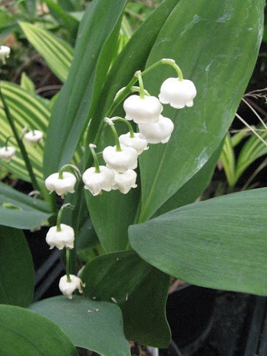 Lacramioara-Convallaria majalis - Img 4