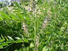 Lemn Dulce-Glycyrrhiza Glabra - Img 4
