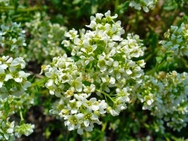 Lingureaua-Cochlearia officinalis - Img 7