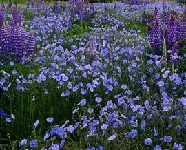 Linum-In decorativ blue - Img 2