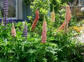 Lupin peren-Lupinus polyphyllus mix - Img 3
