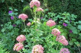 Lychnis chalcedonica Carnea-roz - Img 2